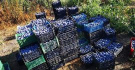 Предлагаем сливы для еды и для туи! Сливы продаются