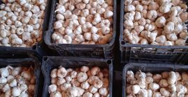 Rumänischer Frühlingsknoblauch, große Menge nach Vereinbarung Preis für Verbrauch