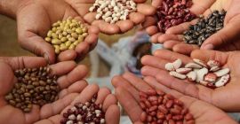 Quality beans from the fields of Ukraine. Deliveries across