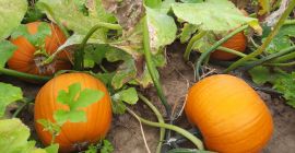 Dovleac tip Halloween. Forma rotunda. Auriu - culoare portocalie