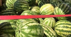 Продавам диня в насипно състояние, 24 тона, произход Румъния.