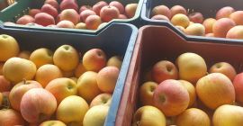 бресква, дуња, сезонске нектарине, одабране од стране тима према