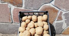 ENGLISH: We sell the best potatoes in Italy of