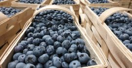 I will sell blueberry varieties Bluecrop and Nelson in