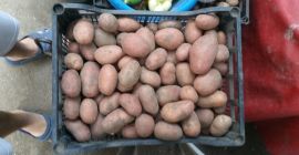 Organic potatoes