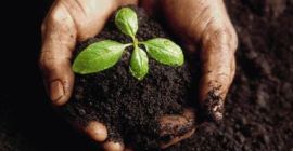Simțiți-vă liber să contractați semințe agricole: secară, păiuș, timoteu,