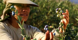 We put at your disposal Peruvian blueberries for export