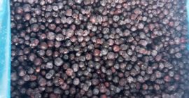 Forest blueberry for sale from Ukraine. Only TIR Quantities.