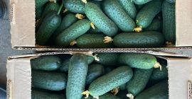 Продаћу стакленичке краставце са шиљцима из Белорусије. Само ТИР