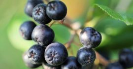 Арония за продажба. Ръката е откъсната. Не е изкуствено