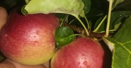 Äpfel verschiedener Sorten