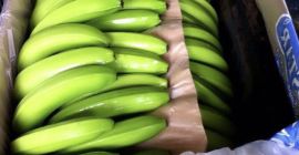 Пресни банани от Кавендиш за продажба се свържете с