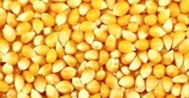 Average price of yellow maize from 157 Euro and