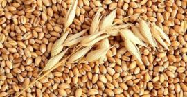 Average price for yellow maize from 233 Euro and