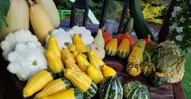Voi vinde un număr mare de dovleci frumoși, proaspeți,