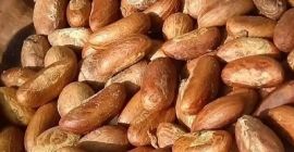 Tipo: cola amara Frutta a guscio (Garcinia Kola) Proteina