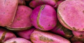 Tipo di prodotto: Noci e noccioli Tipo di coltivazione:
