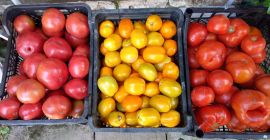 I will sell field tomatoes - round, lima -