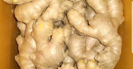 Ingwer kann frisch getrocknet als Pulver oder als Öl