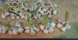 Я предлагаю яровой чеснок Jarus с моей органической плантации