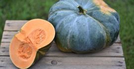 I have different varieties of edible pumpkins in Organic