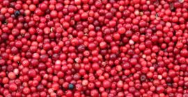 Hallo, ich verkaufe hier frische Sumpfpreiselbeeren. Mit der Möglichkeit