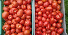 Round and lima (ovoid) ground tomatoes for sale. Big,