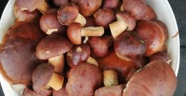 for sale 5 l mushrooms for PLN 50.