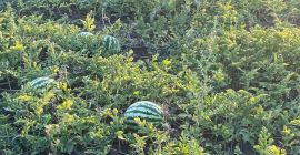 Melonen mit rosa Kern, 5-12 kg
