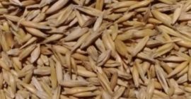 SELL FRESH CEREALS  CEREALS OAT, PRICE - AGRICULTURAL EXCHANGE, Agro-Market24
