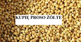 Good day. I will buy yellow millet in an
