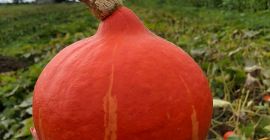 I will sell hokkaido pumpkins, organic and certified. Nicely