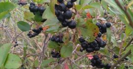 Чувствайте се свободни да купувате плодове от арония. Разкъсва