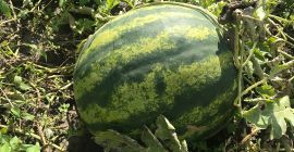 Hallo, ich verkaufe meine Wassermelone, eine sehr leckere süße