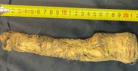 С 15 октября предлагаем в продажу немытый сортовой хрен.