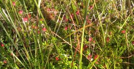 Swamp cranberry