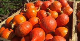 I will sell a beautifully colored hokkaido pumpkin