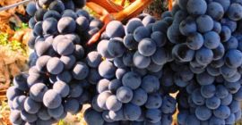 Продајем бело и црно винско грожђе, производњу лозе, сорте