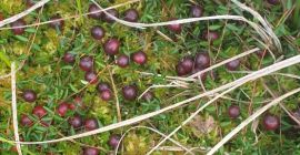 Vendo mirtillo rosso di palude.