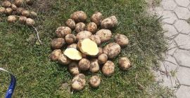 Ich verkaufe Bio-Kartoffeln mit einem Zertifikat von 100 Tonnen