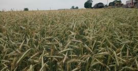 Озимни раж ДИАМОНД популација сертификовано семе ФВ 195 ПЛН