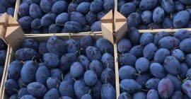 Vendo Plum Stenley, per cibo vendo prugne e per