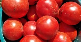 I am selling tomatoes for broth 1.20 RON kg