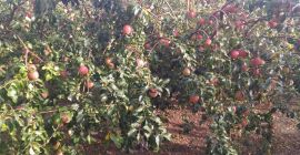 I am selling 100% organic apples, various varieties. The