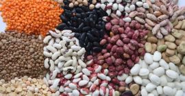 Фасоль в ассортименте. Более 20 сортов Компания Бинс Натурпродукт