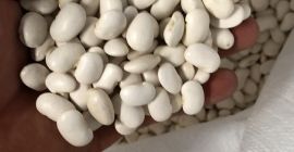 I am selling white harvest 2021 high quality beans