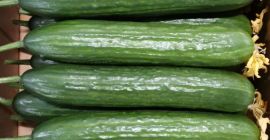 Мева краставци. Роба се налази у Пољској. Уплата на