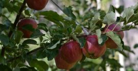 Продам 100% органические яблоки разных сортов. Фруктовый сад 10-й