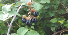 I sell fresh blackberries to order and quantity