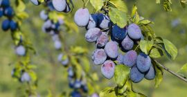 Vendo una normale prugna ungherese direttamente dall&#39;albero. Prugna molto